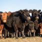 Assisting Animals Sessions for Livestock and Horses